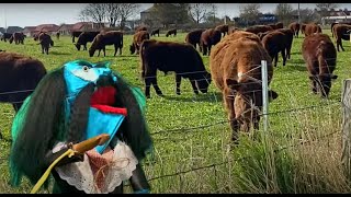 Karl Blau – “Who”