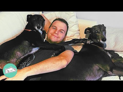 Ex-Racing Greyhounds Didn’t Trust Anyone. Now They Demand Love From Humans | Cuddle Buddies