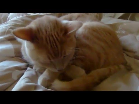 "Jinga Bula Jing Jing" - Billy Jones, 1920, Pathé Actuelle (C. Captioned)