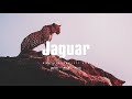 Amapiano x Dancehall Type Beat 2022 - Jaguar