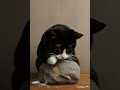 Tuxedo Cat Guards Mysterious Rock One Paw So Much Drama TuxedoCat CatDrama CuteCatMoment