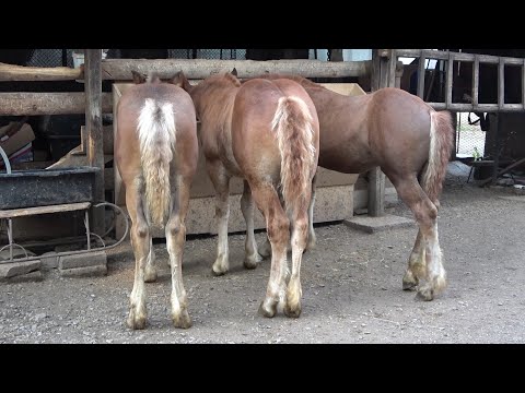 Manjii lui Csabi de la Floresti, Cluj - 2020 Nou!!!