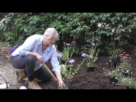 How to plant a herbaceous border