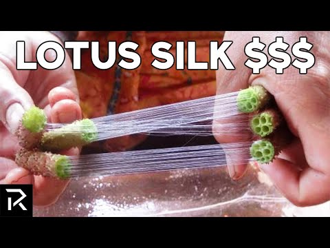 Lotus Silk Is One Of The Most Expensive Fabrics In The World