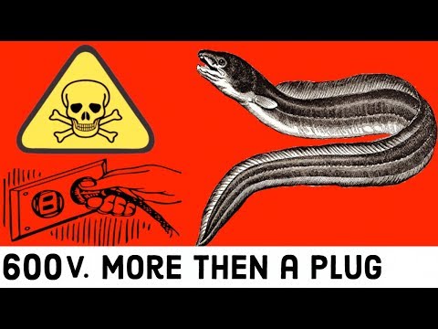 How Biological Electricity Work In Electric fish?