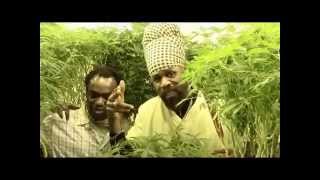 Fitta Warri Just A  Plant Official Video
