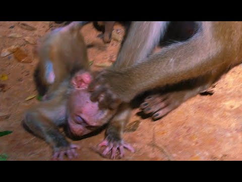 MOTHER K-I-L-L THE SON MONKEY LEO..? R-I-P--SO P-I-T-Y..