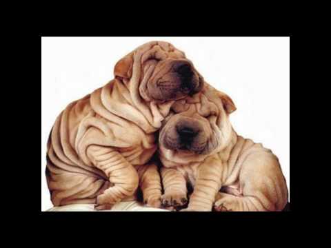 Sve sto si mi ti - Tram 11 (HQ)