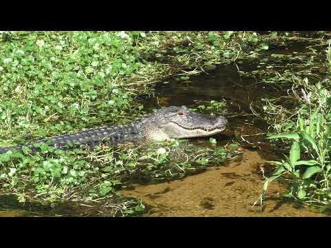 Mama alligator bellowed about something that was upsetting her. in The Villages, Florida