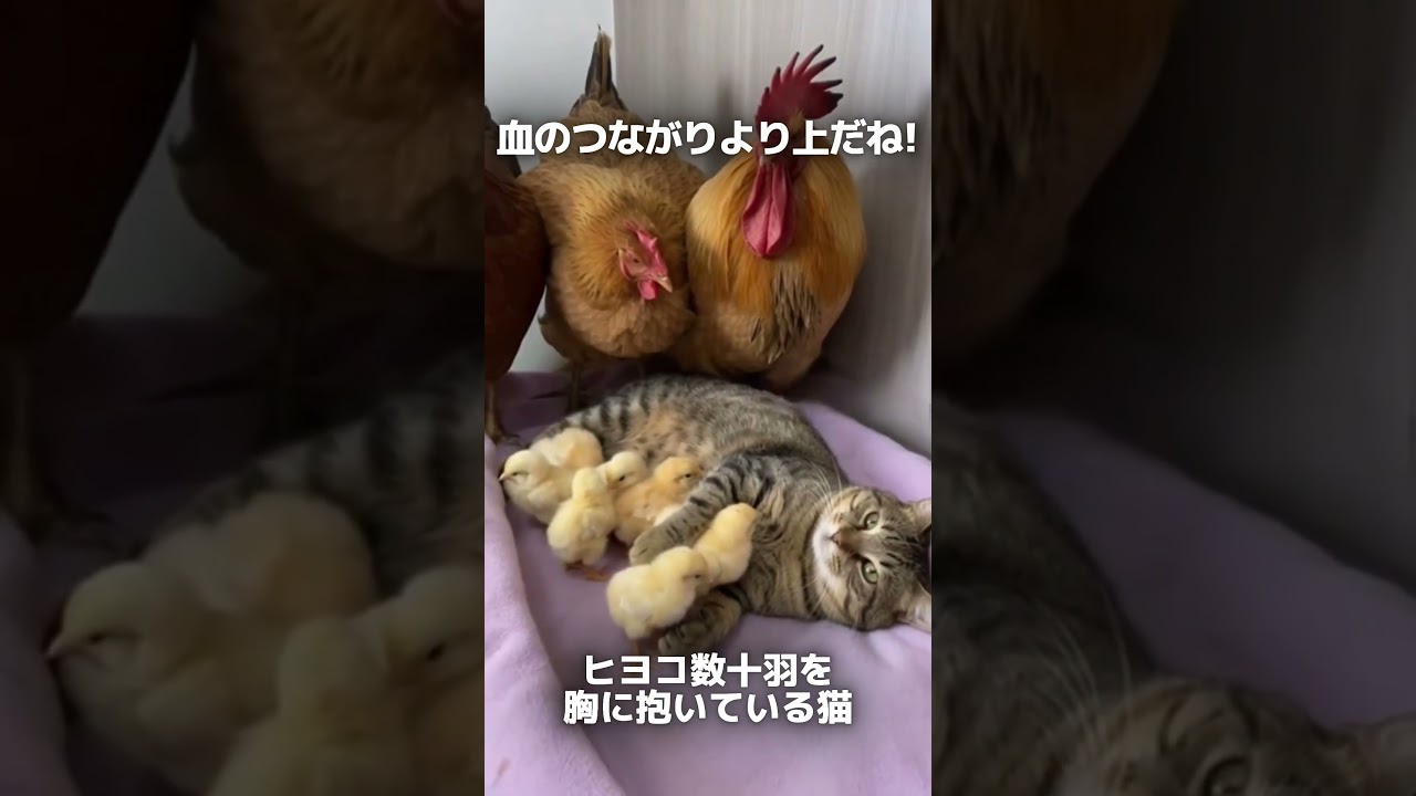ヒヨコが猫をママだと思う事態