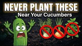 NEVER Plant These 7 Things Near Your Cucumbers (Common Mistakes)