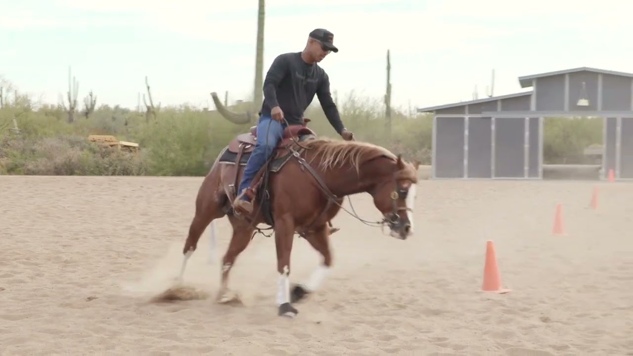 HOW TO HELP A HORSE WITH ANXIETY