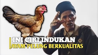 Download lagu CIRI INDUKAN AYAM PELUNG BETINA YANG BAGUS mp3