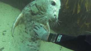 Wild seal pups play with divers