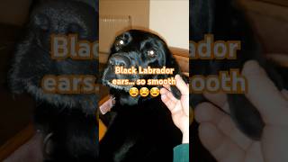 Warning! Black Lab ears so addictive!