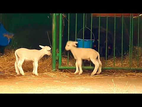 Owieczki w Agroturystyce Żabi Raj