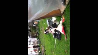 Poodle loving great dane
