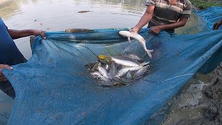 A Guide To CARP FISH CATCHING IN MUD WATER POND USING A FISHING NET At Any Age