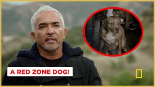 Calming A Red Zone Dog (Better Human Better Dog)