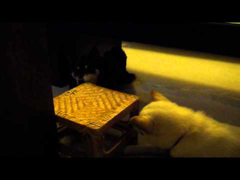 Woody ＆Mini 相處進展 （二）5/9～5/17 從聯手破壞到驅趕哥哥(原發表者:Woody麻)(影片)