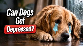 Can Dogs Get Depressed? 7 Signs Most Owners Overlook (And What To Do)