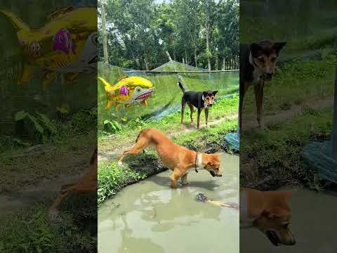 New dog funny video #funny #comedyvideos #interestingclips #memeclip #comedy #pets #animals #cutedog