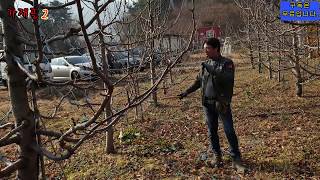 (체리재배 성공의길 브이로그)
          체리 전정교육 
ㅡ가재골 전정및관리 설명ㅡ