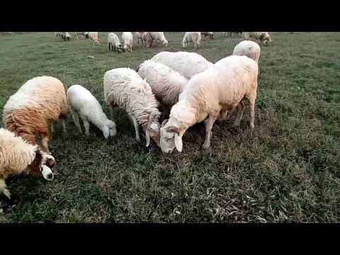 Micro-Path Sheep farm