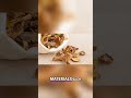 Unleashing The Power Of Mycelium The Future Of Sustainable Materials Mushroom Naturewonders
