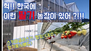 딸기수경재배시설 견학 2부 / U배드/ 수경재배시설/행잉배드 스카이글라스/유리온실/