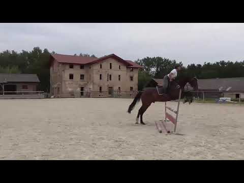 **FANCY JUMPER**DEVINE,2011, gelding, by Destano x Jazz Hit