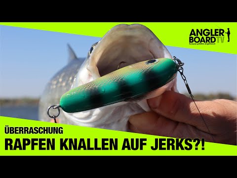 Asp slam on jerkbait while pike fishing | Fishing on the Havel River | Surprise | Anglerboard TV