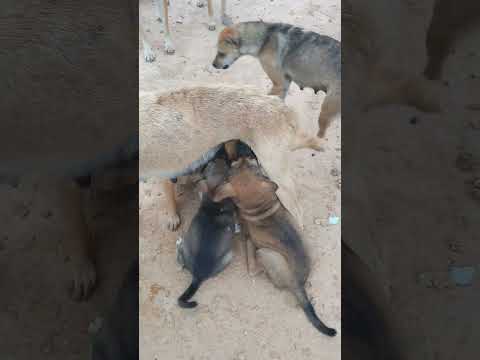 Look good mother dog breastfeeding puppy