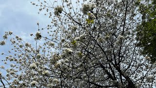 Merlin’s Storm Layer