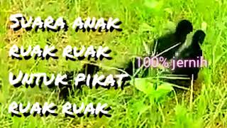 Download lagu SUARA ANAK RUAK-RUAK CALL mp3 Download lagu SUARA ANAK RUAK-RUAK CALL mp3