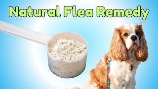 Diatomaceous Earth for Dogs: Natural Flea Repellent & How to Apply Safely