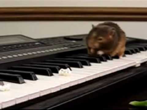 Hamsters Can't Play The Piano - MusicK8.com