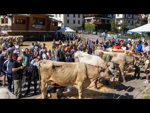 Valtorta, la mostra zootecnica 2023