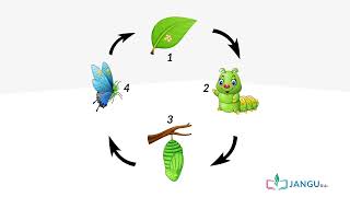 CHANGES IN PLANTS AND ANIMALS - primary 4