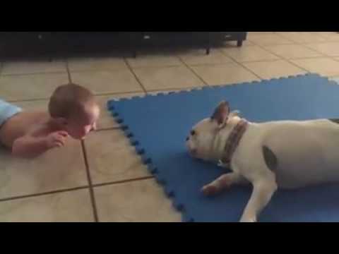 Dog training and breadth