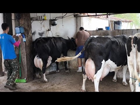 A VACARIA DE LUCAS CADA VEZ MELHOR ELE QUER CHEGAR A 25 VAGAS PRODUZINDO LEITE EM BOA VISTA PARAÍBA