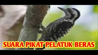 Download lagu Suara pikat burung pelatuk beras mp3 Download lagu Suara pikat burung pelatuk beras mp3