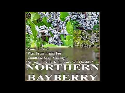 Northern Bayberry - Myrica pensylvanica Seeds  on  www.MySeeds.Co