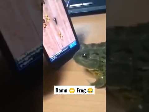 Damn 🙄 Frog just want to eat them all