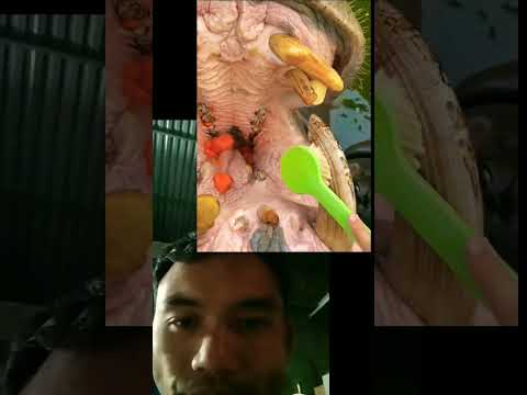 Brush  hippo's teeth #shorts