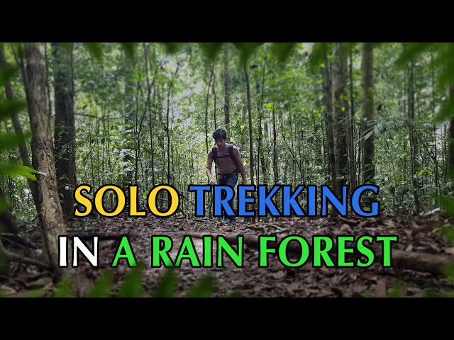 Solo trekking in a rain forest.