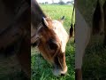 The original sound of a beautiful bell in the throat of an animal #viral#cows#originalsounds#foryou
