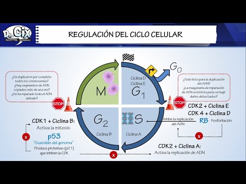 BASICS OF CANCER || Molecular Biology