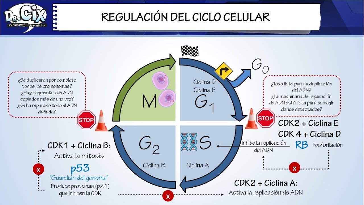 BASES DEL CANCER || Biología molecular