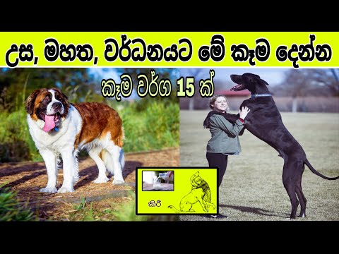 Top 15 Best Foods for dogs | Dog Food Sinhala | Homemade Dog Food Recipe Sinhala and Homemade Food